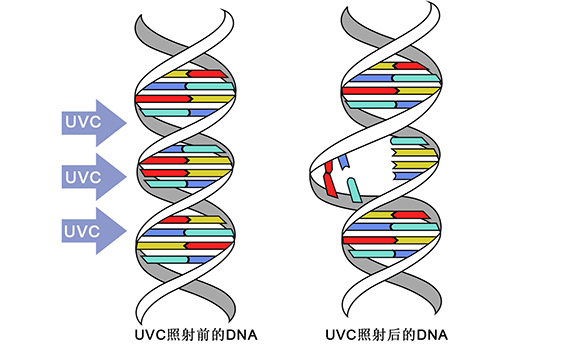 紫外线DNA 紫外线DNA